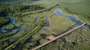 WYE Marsh